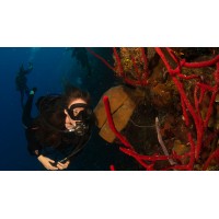 NAUI Underwater Imaging