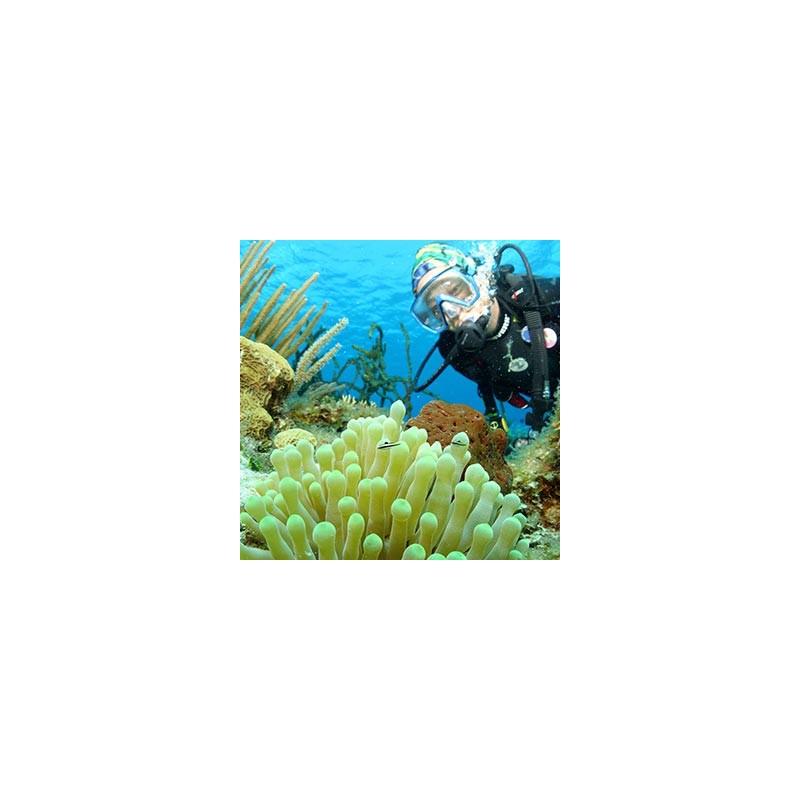 NAUI Underwater Ecologist