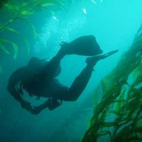 NAUI Underwater Ecologist: Kelp Forest