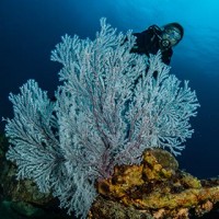 NAUI Underwater Ecologist: Coral Reef