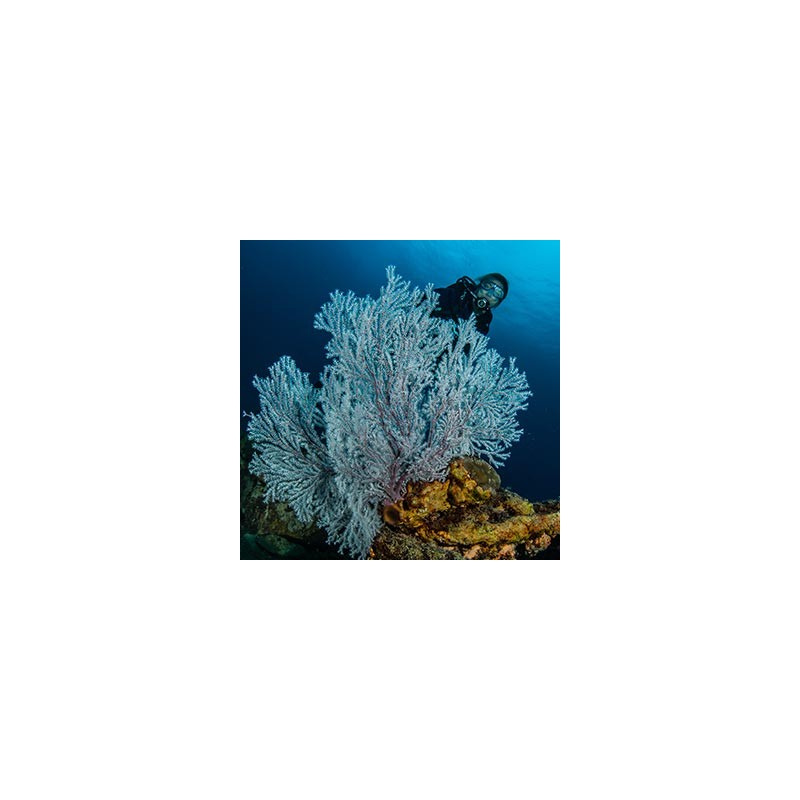 NAUI Underwater Ecologist: Coral Reef