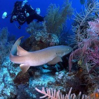 PADI Underwater Naturalist Specialty